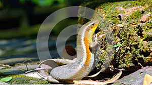 Lizard Podarcis hispanica
