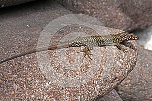 Lizard (podarcis muralis)
