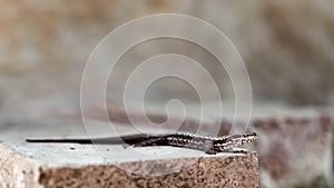 Lizard, Podarcis muralis laying on old rustic bricks