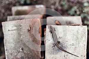 Lizard, Podarcis muralis laying on old rustic bricks