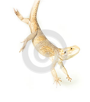 Lizard pogona viticeps handing on tail