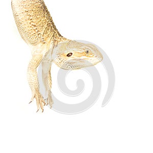 Lizard pogona hanging on tail