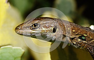 Lizard portrait