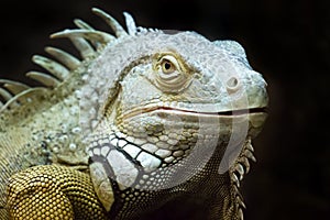 Lizard portrait on black