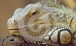 Lizard portrait on brown