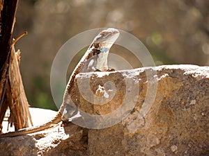 Lizard pose Lizard rock podium