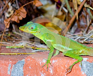 A lizard posing on a wall in the tropics