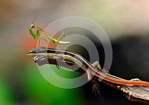 Lizard and Praying Mantis