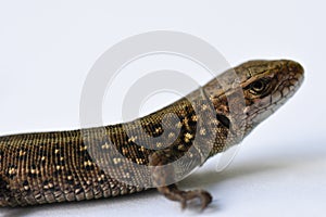 Lizard, predator, hunting, reptiles, salamander, leather goods, hunting, problem skin, changing appearance, growing parts of the b