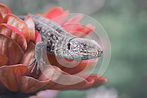 Lizard on a red flower. Green background.