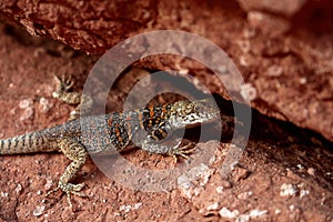 Lizard among the red rocks. Agama of Stoliczka lat. Laudakia stoliczkana is a lizard from the genus of Asian mountain agams