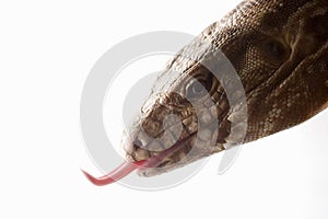 Lizard, red tegu close-up
