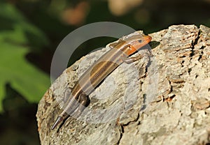Lizard with regenerating tail photo