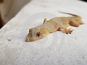 Lizard a reptile photo