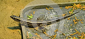 Lizard reptile scaly claws terrarium