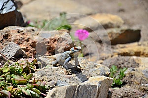 Lizard (reptile) sitting on the stone near pink fl photo
