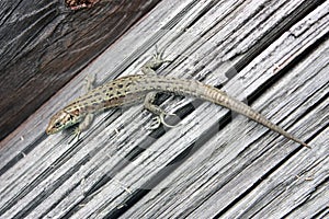 Lizard reptile on a wooden board