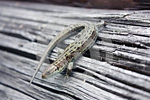 Lizard reptile on a wooden board