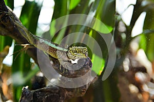 Lizard reptile in the zoo