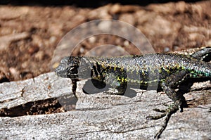 Lizard in Reserva El Cani, near Pucon, Chile photo