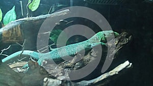Lizard resting on a branch