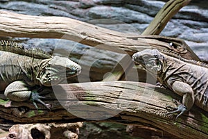 Lizard resting on a branch