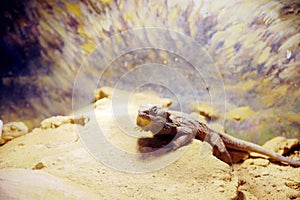 Lizard resting on rocks in sandy desert terrain