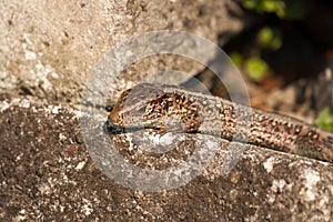 Lizard resting in the sun