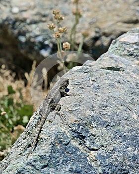 Lizard rock