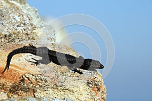 Lizard on the rock