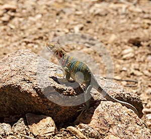 Lizard in sun