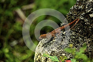 Lizard on a Rock