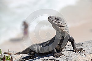 Lizard on a rock