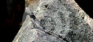 Lizard on rock