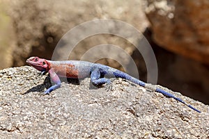 Lizard on rock