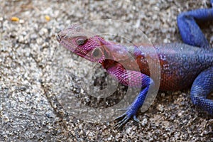 Lizard on rock