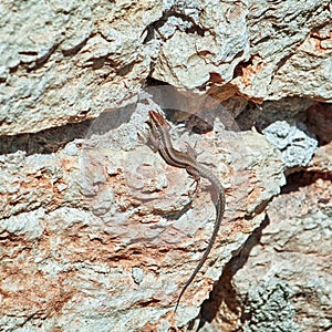 Lizard on the Rock