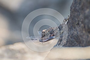 Lizard Rock Agama Hunting