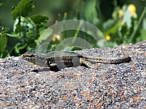 Lizard on rock bridge
