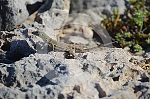 A lizard is on a rock photo
