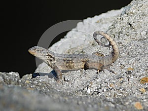 Lizard on the rock, close-up