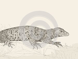 A Lizard On A Rock - A goanna basks in the warmth of the outdoors