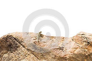 Lizard on a rock ,isolated on white background with Cli