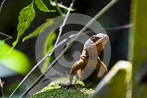 Lizard on a rock in the jungle