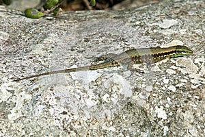 Lizard on rock