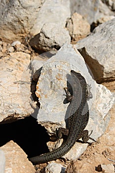 Lizard on a Rock, Majorca Island, Spain, Europe