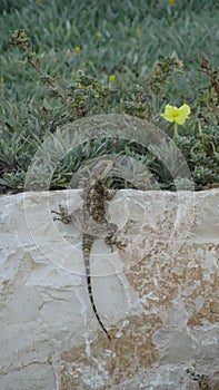 Lizard on the rock in a morninig, Israel, Laudakia stellio