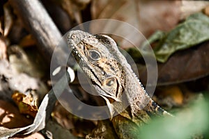 lizard on a rock, photo as a background