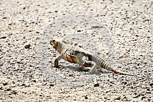 lizard on rock, photo as a background