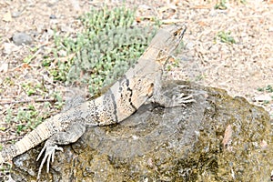 lizard on a rock, photo as a background